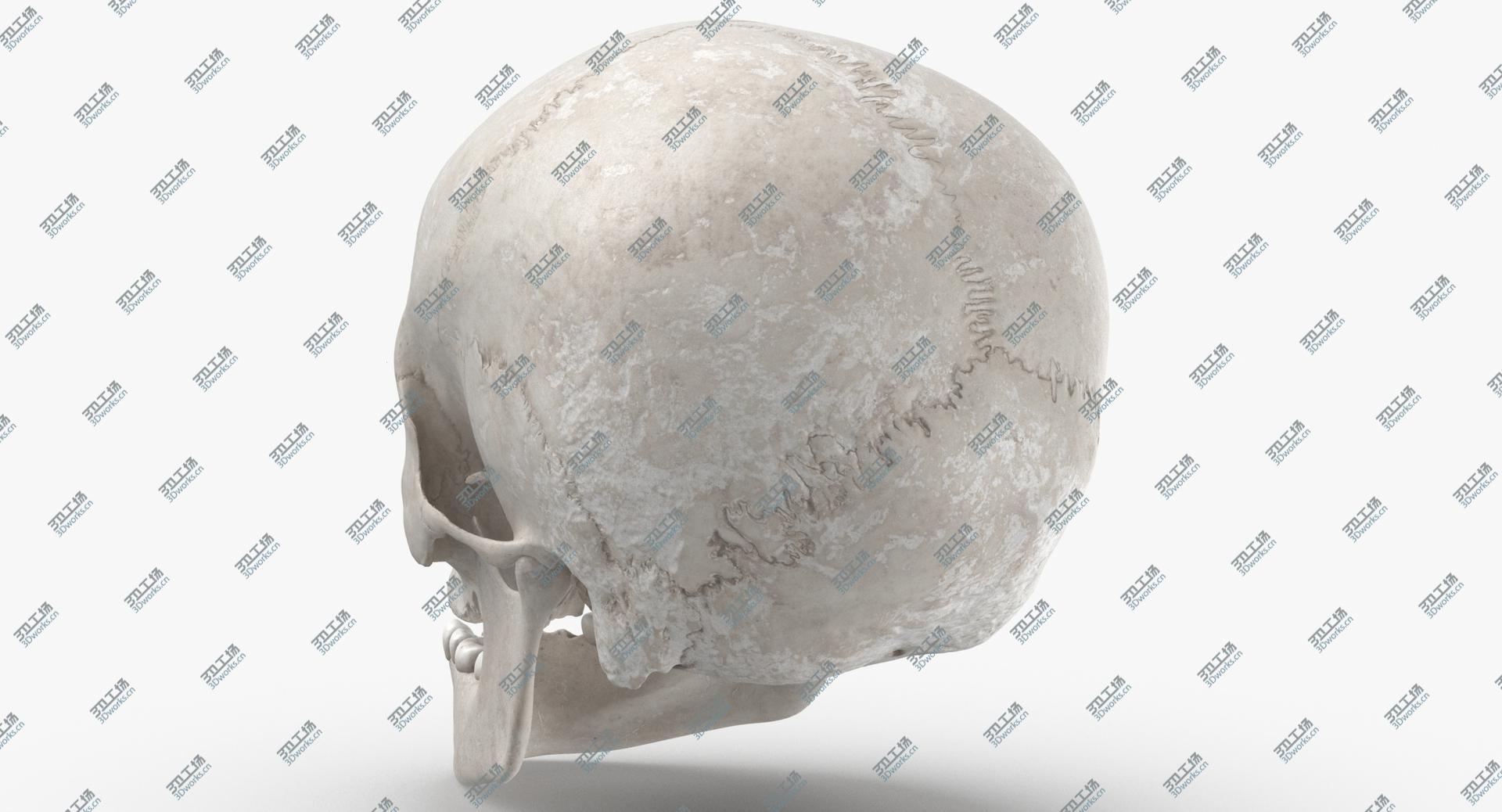 images/goods_img/202105073/Real Human Female Skull With Jaw Damaged 02 White 3D model/5.jpg